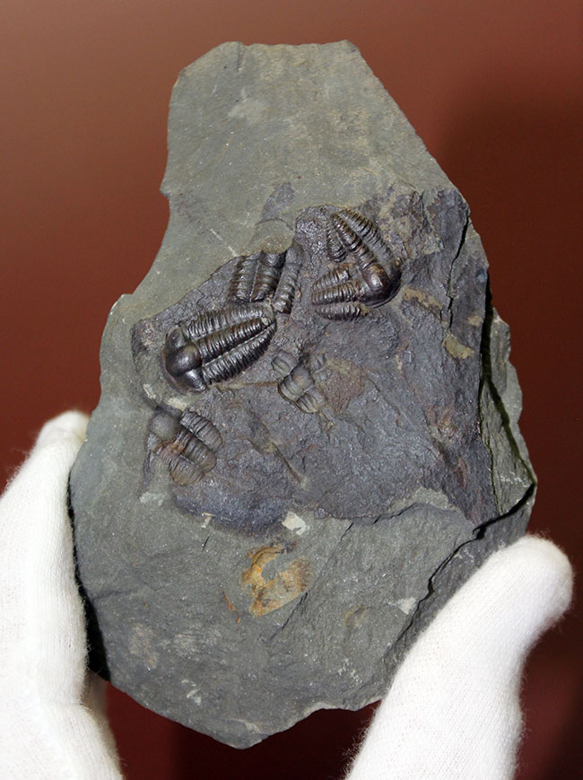 ５億年以上前の海中に生息していた極めて古い三葉虫、エリプソセファルス・ホッフィー（Ellipsocephalus hoffi）の群集化石。希少です。（その2）