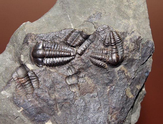５億年以上前の海中に生息していた極めて古い三葉虫、エリプソセファルス・ホッフィー（Ellipsocephalus hoffi）の群集化石。希少です。（その3）