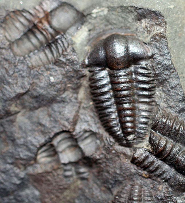 ５億年以上前の海中に生息していた極めて古い三葉虫、エリプソセファルス・ホッフィー（Ellipsocephalus hoffi）の群集化石。希少です。（その4）