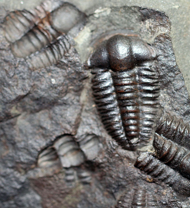 5億年以上前の海中に生息していた極めて古い三葉虫、エリプソセファルス・ホッフィー(Ellipsocephalus hoffi)の群集化石。希少です。(その4)