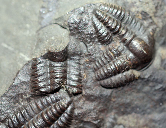 ５億年以上前の海中に生息していた極めて古い三葉虫、エリプソセファルス・ホッフィー（Ellipsocephalus hoffi）の群集化石。希少です。（その5）