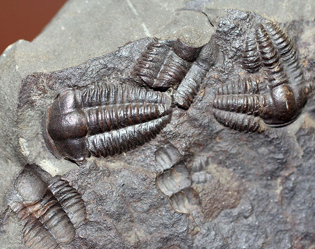 ５億年以上前の海中に生息していた極めて古い三葉虫、エリプソセファルス・ホッフィー（Ellipsocephalus hoffi）の群集化石。希少です。（その6）