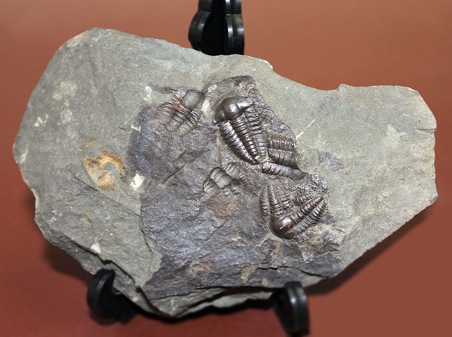 ５億年以上前の海中に生息していた極めて古い三葉虫、エリプソセファルス・ホッフィー（Ellipsocephalus hoffi）の群集化石。希少です。（その7）