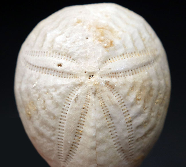 棘皮動物の特徴である五芒星が明瞭に現れたウニ、ユーパタガス・フロリダヌス(Eupatagus floridanus)の化石(その1)