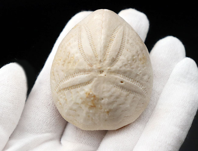 棘皮動物の特徴である五芒星が明瞭に現れたウニ、ユーパタガス・フロリダヌス(Eupatagus floridanus)の化石(その2)