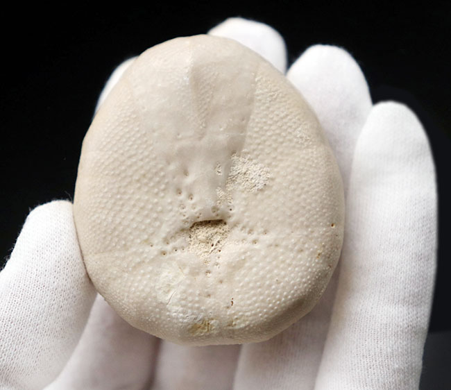 棘皮動物の特徴である五芒星が明瞭に現れたウニ、ユーパタガス・フロリダヌス(Eupatagus floridanus)の化石(その3)