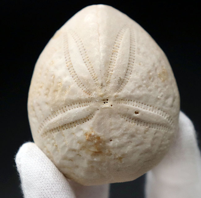 棘皮動物の特徴である五芒星が明瞭に現れたウニ、ユーパタガス・フロリダヌス(Eupatagus floridanus)の化石(その4)