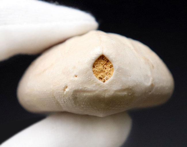 棘皮動物の特徴である五芒星が明瞭に現れたウニ、ユーパタガス・フロリダヌス(Eupatagus floridanus)の化石(その5)