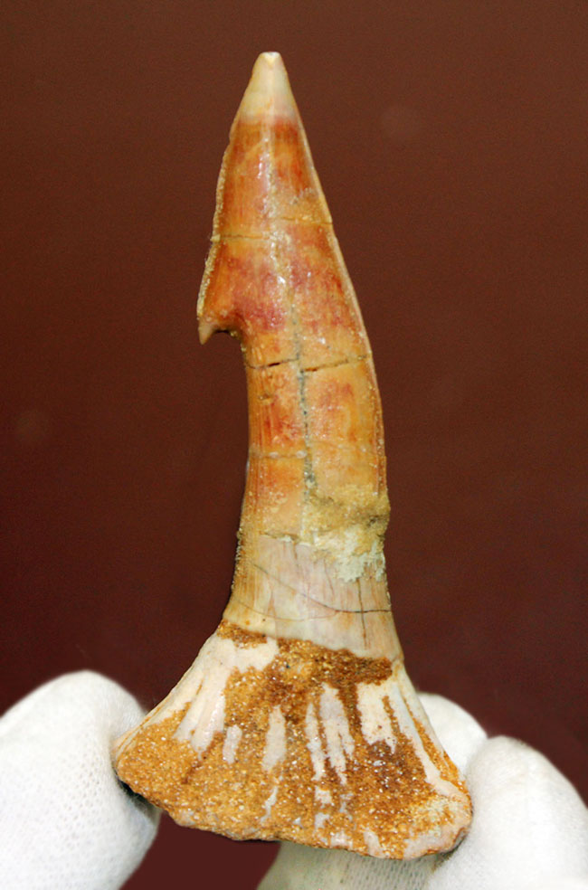 保存状態、極めて良好、古代の絶滅ノコギリエイ、オンコプリステス(Onchopristis sp)歯化石(その1)