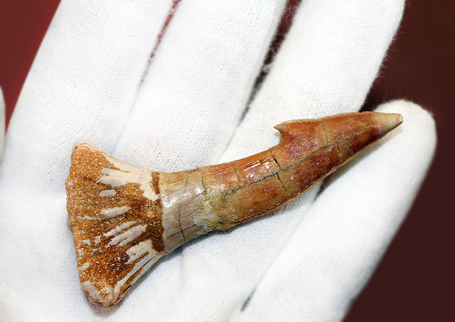 保存状態、極めて良好、古代の絶滅ノコギリエイ、オンコプリステス(Onchopristis sp)歯化石(その2)