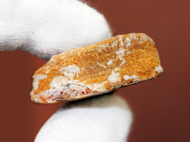 保存状態、極めて良好、古代の絶滅ノコギリエイ、オンコプリステス(Onchopristis sp)歯化石(その3)