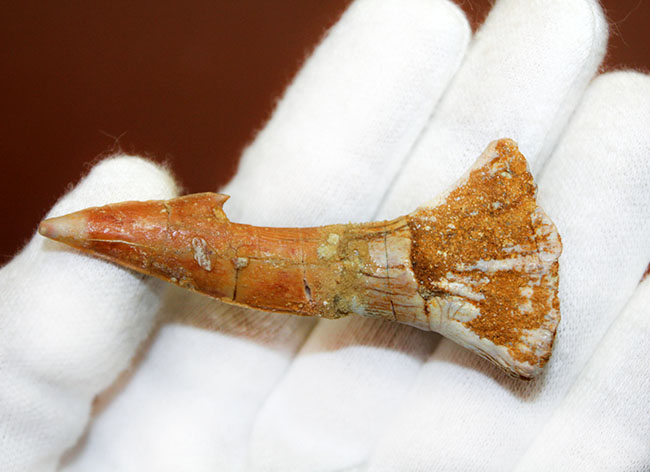保存状態、極めて良好、古代の絶滅ノコギリエイ、オンコプリステス(Onchopristis sp)歯化石(その4)