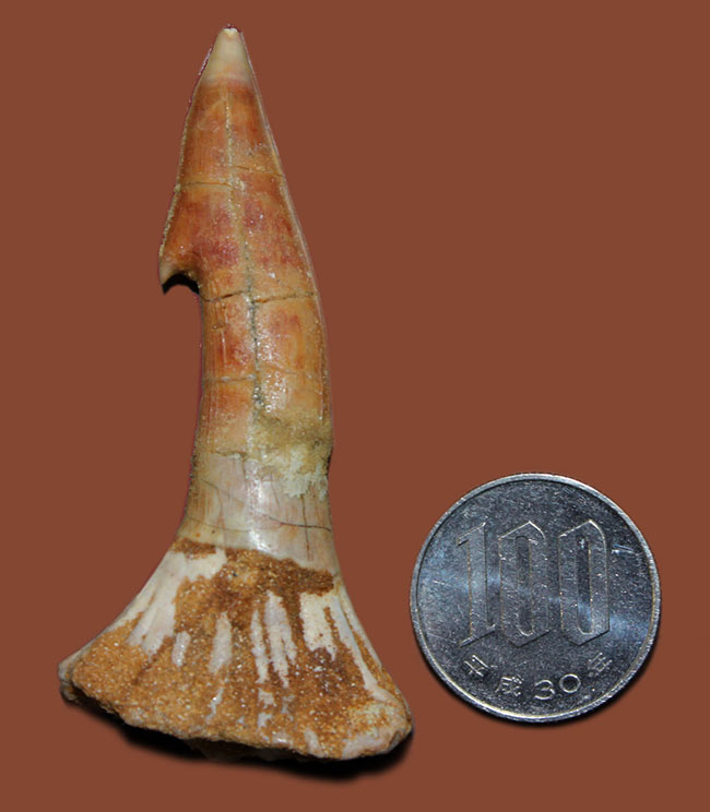 保存状態、極めて良好、古代の絶滅ノコギリエイ、オンコプリステス(Onchopristis sp)歯化石(その5)