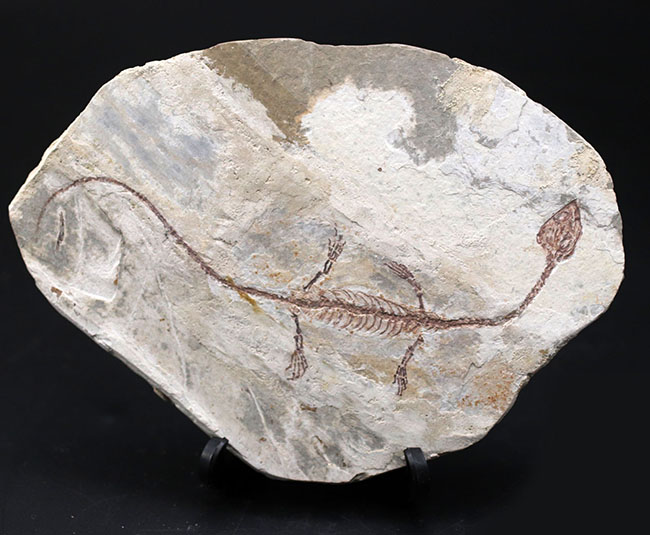希少なオールドコレクション！ミニドラゴン、ヒファロサウルス（Hyphalosaurus lingyuanensis）の全身化石（その1）