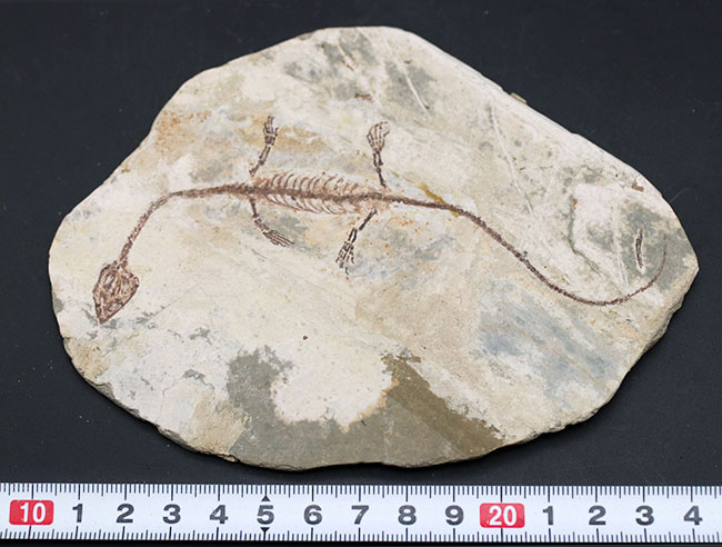 希少なオールドコレクション！ミニドラゴン、ヒファロサウルス（Hyphalosaurus lingyuanensis）の全身化石（その14）