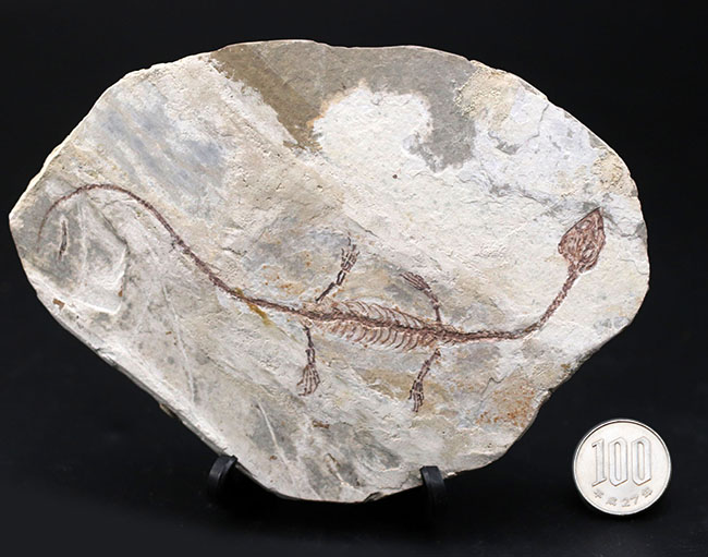 希少なオールドコレクション！ミニドラゴン、ヒファロサウルス（Hyphalosaurus lingyuanensis）の全身化石（その15）