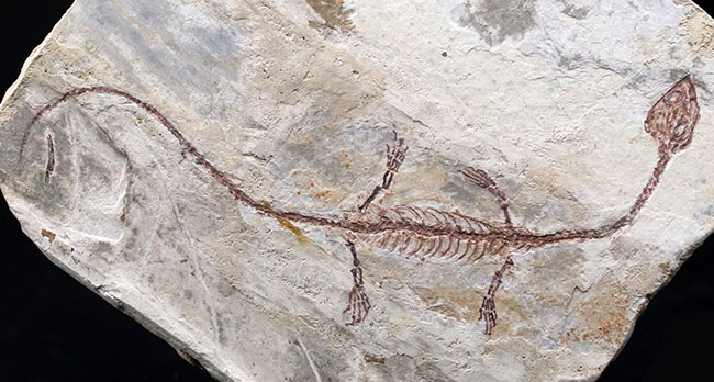 希少なオールドコレクション！ミニドラゴン、ヒファロサウルス（Hyphalosaurus lingyuanensis）の全身化石（その3）