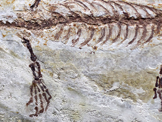 中国遼寧省　凌源潜龍　ミニドラゴン　ヒファロサウルス　全身化石 額装品 恐竜ミニdragon‼️ハイファロサウルス/ヒファロサウルス シノ