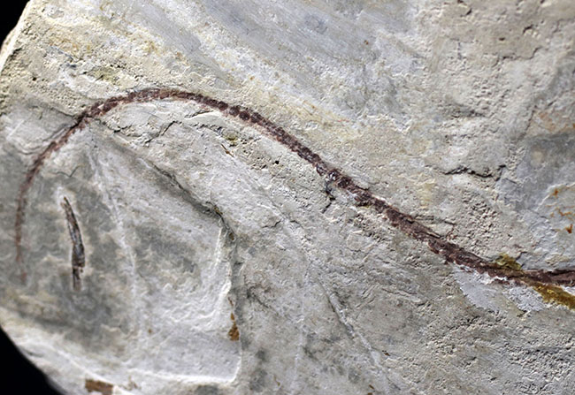 希少なオールドコレクション！ミニドラゴン、ヒファロサウルス（Hyphalosaurus lingyuanensis）の全身化石（その7）