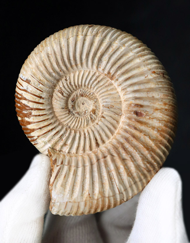 細脈が特徴的なマダガスカルを代表するアンモナイト、ペリスフィンクテス(Perisphinctes)の化石(その1)