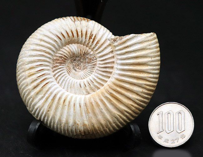 細脈が特徴的なマダガスカルを代表するアンモナイト、ペリスフィンクテス(Perisphinctes)の化石(その10)