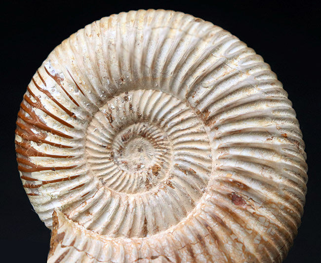 細脈が特徴的なマダガスカルを代表するアンモナイト、ペリスフィンクテス(Perisphinctes)の化石(その2)
