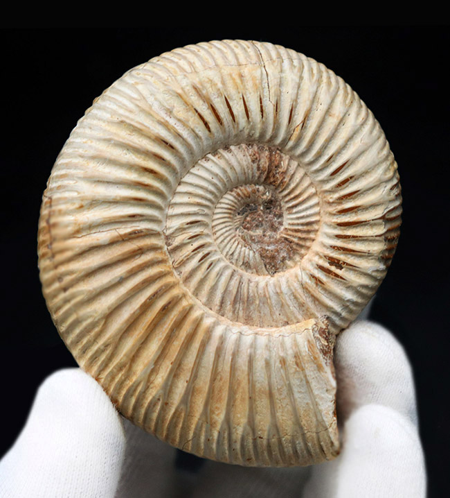 細脈が特徴的なマダガスカルを代表するアンモナイト、ペリスフィンクテス(Perisphinctes)の化石(その3)