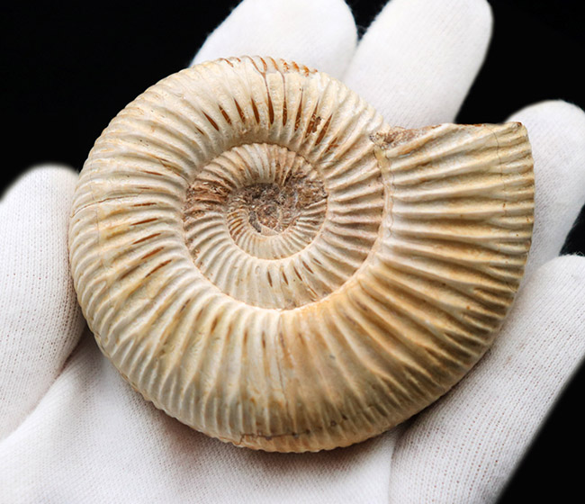 細脈が特徴的なマダガスカルを代表するアンモナイト、ペリスフィンクテス(Perisphinctes)の化石(その4)