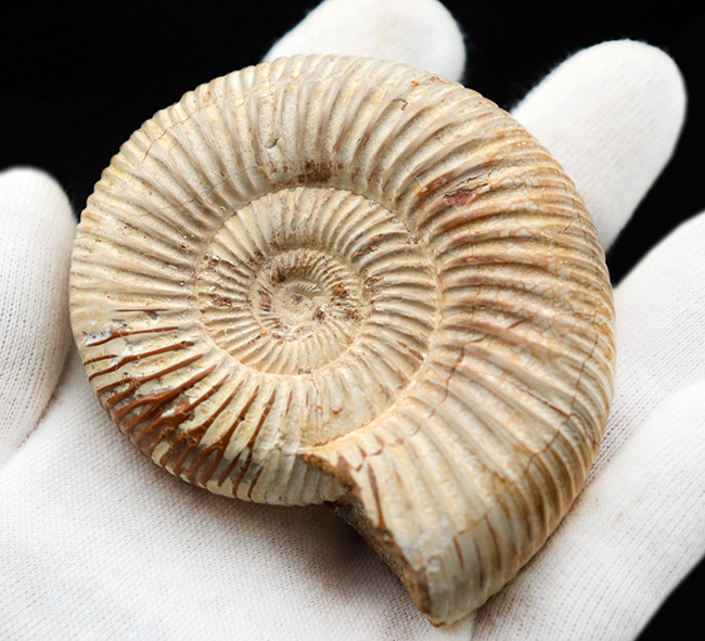 細脈が特徴的なマダガスカルを代表するアンモナイト、ペリスフィンクテス(Perisphinctes)の化石(その5)