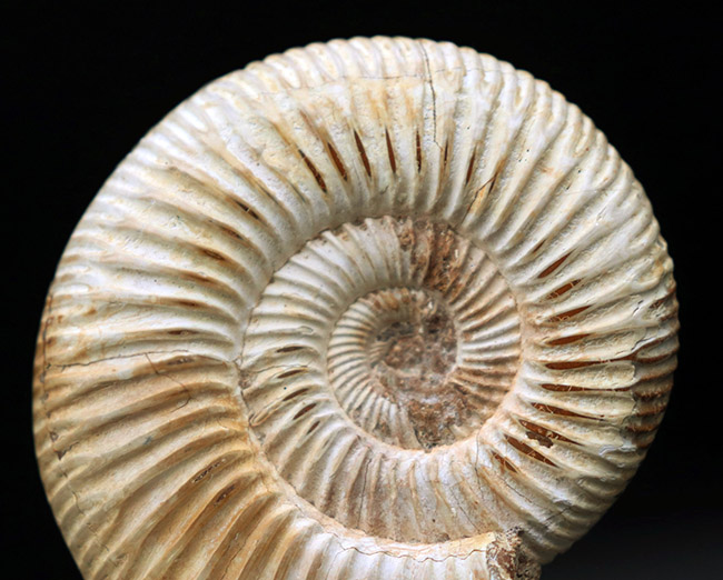 細脈が特徴的なマダガスカルを代表するアンモナイト、ペリスフィンクテス(Perisphinctes)の化石(その6)