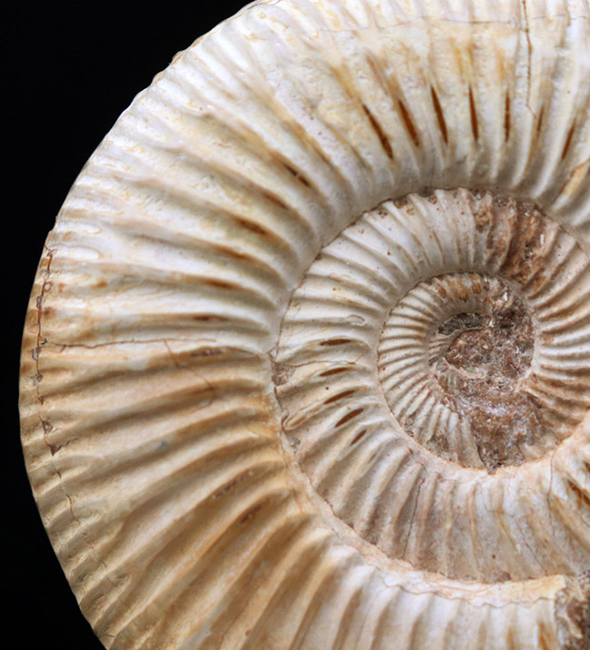 細脈が特徴的なマダガスカルを代表するアンモナイト、ペリスフィンクテス(Perisphinctes)の化石(その7)