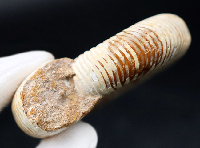 細脈が特徴的なマダガスカルを代表するアンモナイト、ペリスフィンクテス(Perisphinctes)の化石(その8)