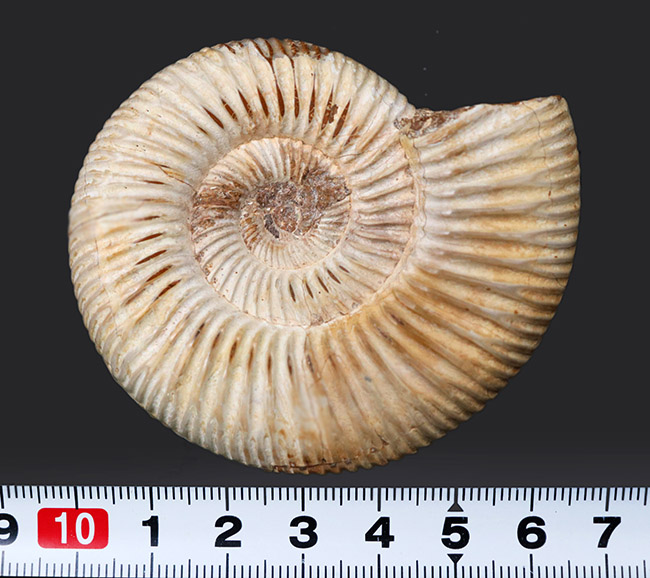 細脈が特徴的なマダガスカルを代表するアンモナイト、ペリスフィンクテス(Perisphinctes)の化石(その9)