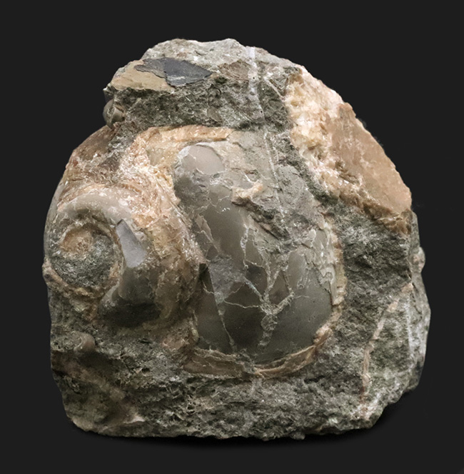 国産マニアックシリーズ！およそ２５００万年前の巻き貝、ユースピラ・アシヤエンシス（Euspira ashiyaensis）の化石（その1）