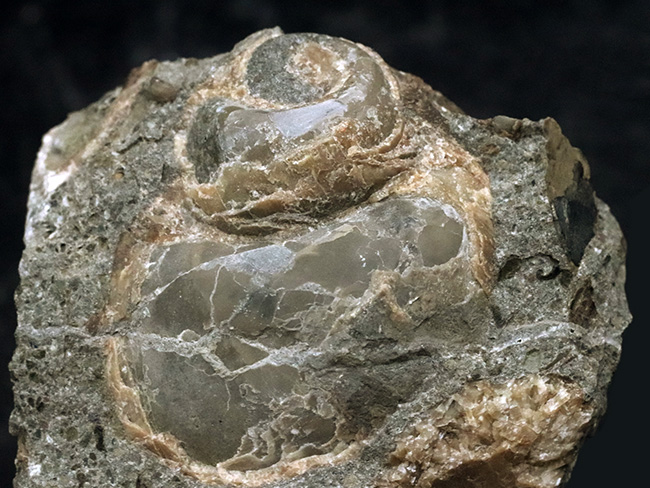 国産マニアックシリーズ！およそ２５００万年前の巻き貝、ユースピラ・アシヤエンシス（Euspira ashiyaensis）の化石（その2）