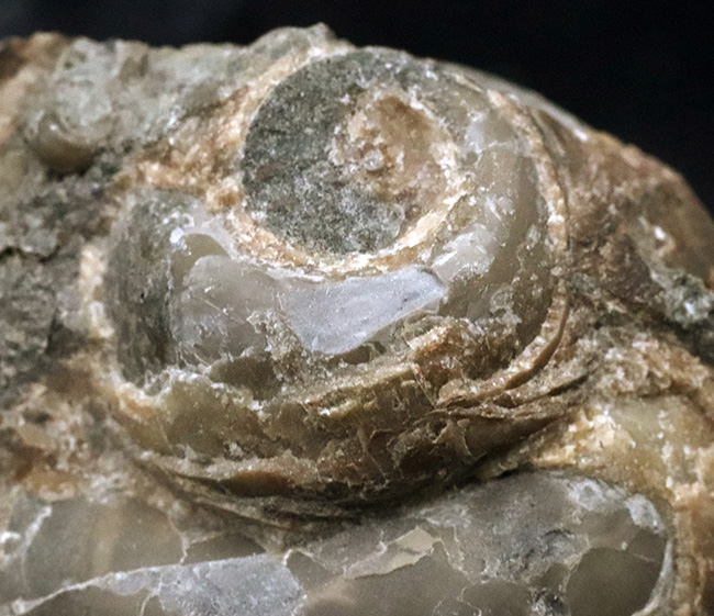国産マニアックシリーズ！およそ２５００万年前の巻き貝、ユースピラ・アシヤエンシス（Euspira ashiyaensis）の化石（その3）