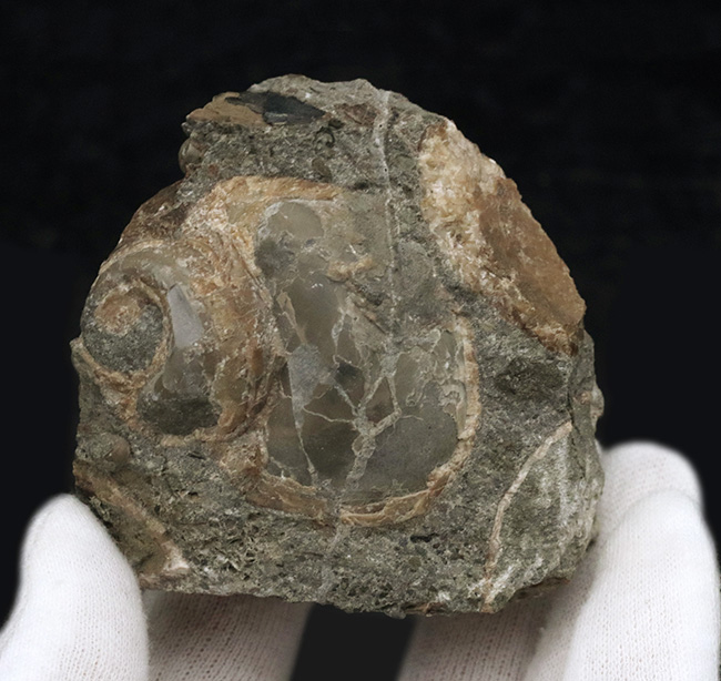 国産マニアックシリーズ！およそ２５００万年前の巻き貝、ユースピラ・アシヤエンシス（Euspira ashiyaensis）の化石（その5）