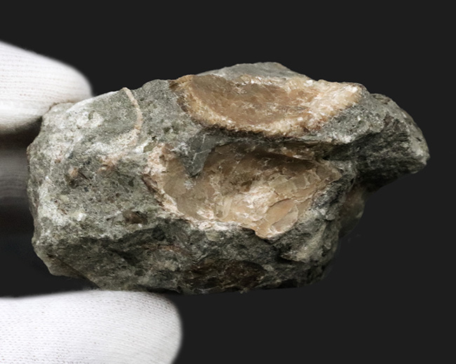 国産マニアックシリーズ！およそ２５００万年前の巻き貝、ユースピラ・アシヤエンシス（Euspira ashiyaensis）の化石（その6）
