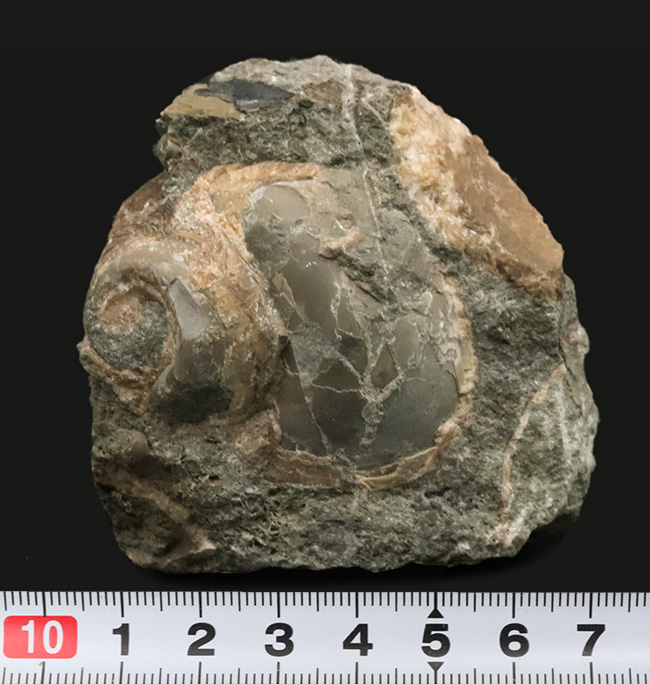国産マニアックシリーズ！およそ２５００万年前の巻き貝、ユースピラ・アシヤエンシス（Euspira ashiyaensis）の化石（その7）