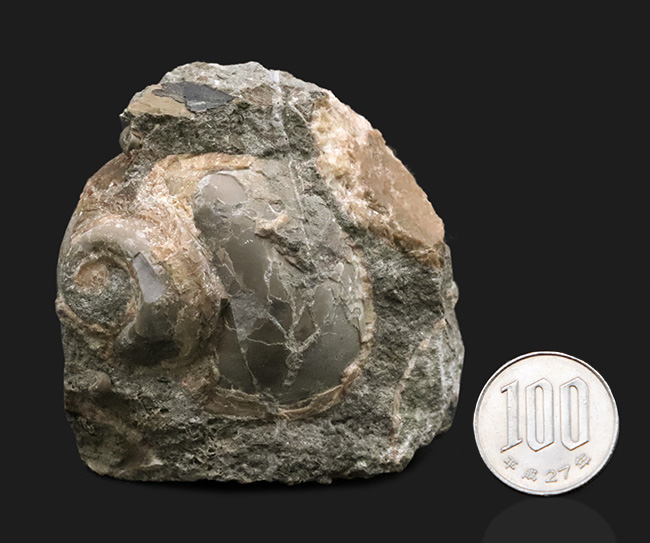 国産マニアックシリーズ！およそ２５００万年前の巻き貝、ユースピラ・アシヤエンシス（Euspira ashiyaensis）の化石（その8）