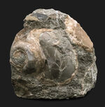 国産マニアックシリーズ！およそ２５００万年前の巻き貝、ユースピラ・アシヤエンシス（Euspira ashiyaensis）の化石