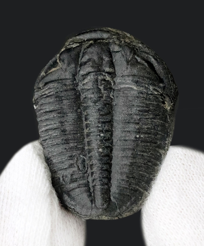 最も原始的かつ最も有名な三葉虫の一つ、米国ユタ州ウィーラー層より採集されたエルラシア・キンギ（Elrathia kingi）の化石（その1）