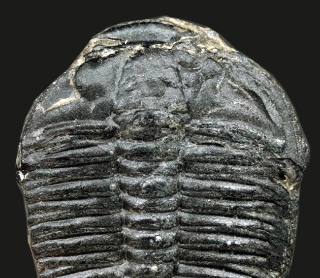 最も原始的かつ最も有名な三葉虫の一つ、米国ユタ州ウィーラー層より採集されたエルラシア・キンギ（Elrathia kingi）の化石（その2）