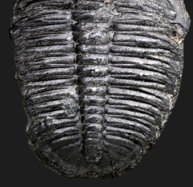 最も原始的かつ最も有名な三葉虫の一つ、米国ユタ州ウィーラー層より採集されたエルラシア・キンギ（Elrathia kingi）の化石（その3）