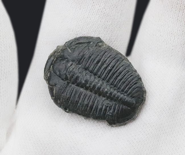 最も原始的かつ最も有名な三葉虫の一つ、米国ユタ州ウィーラー層より採集されたエルラシア・キンギ（Elrathia kingi）の化石（その4）