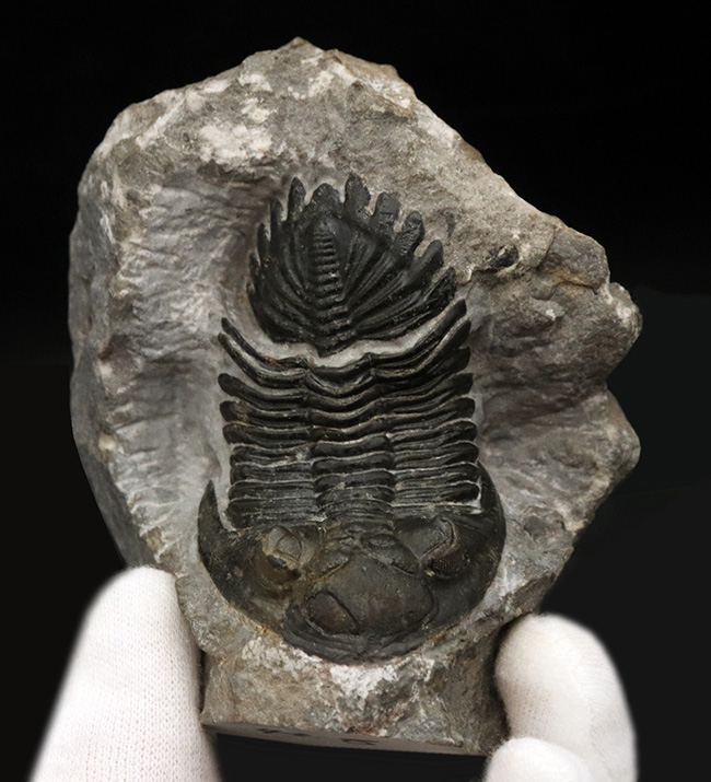 ジベル・イスムールのタゾライト層より採集された三葉虫、ホラルドプス・ハイフィンケリ(Hollardops hyfinkeli)の上質個体(その2)