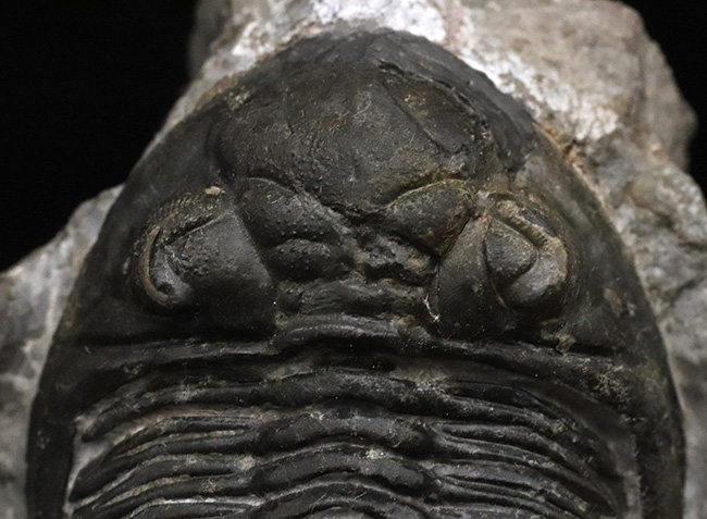 ジベル・イスムールのタゾライト層より採集された三葉虫、ホラルドプス・ハイフィンケリ(Hollardops hyfinkeli)の上質個体(その3)