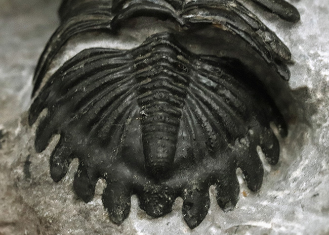 ジベル・イスムールのタゾライト層より採集された三葉虫、ホラルドプス・ハイフィンケリ(Hollardops hyfinkeli)の上質個体(その5)