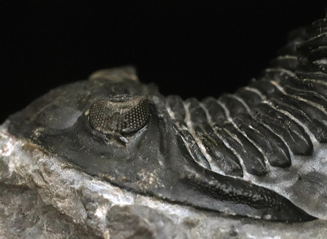 ジベル・イスムールのタゾライト層より採集された三葉虫、ホラルドプス・ハイフィンケリ(Hollardops hyfinkeli)の上質個体(その6)