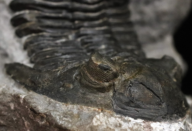 ジベル・イスムールのタゾライト層より採集された三葉虫、ホラルドプス・ハイフィンケリ(Hollardops hyfinkeli)の上質個体(その7)